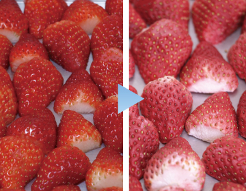 What is Freeze Drying?